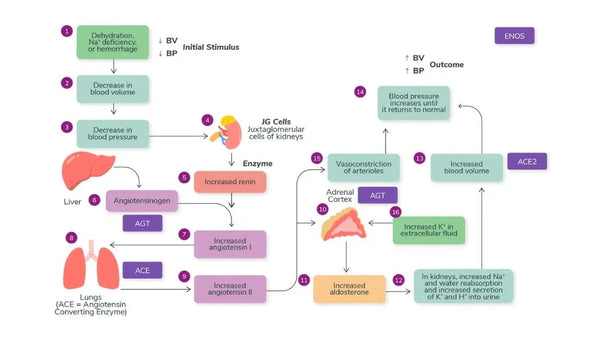 DNA & Blood Pressure: The Genetic Link to Hypertension and Stress